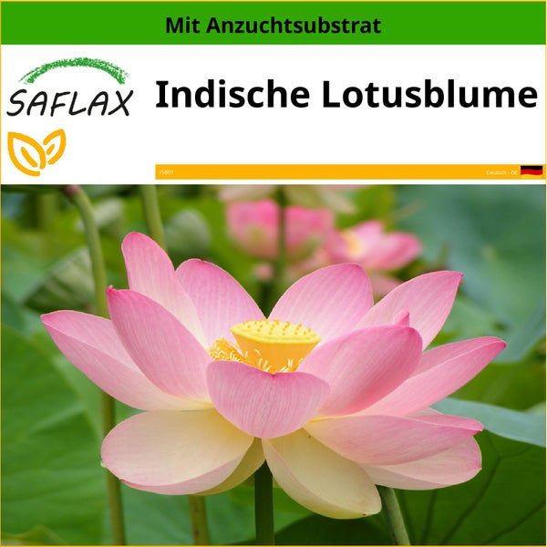 SAFLAX  - Indische Lotusblume - Nelumbo nucifera   - 8 Samen - Mit keimfreiem Anzuchtsubstrat