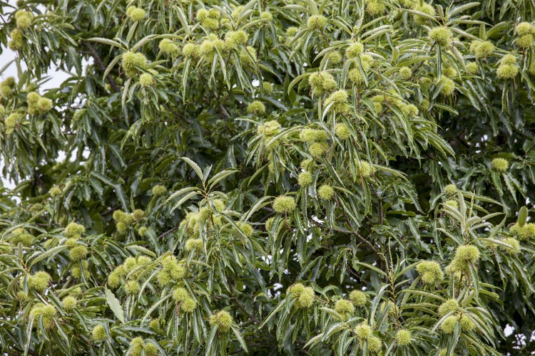 Castanea sativa, Esskastanie, 80–100 cm