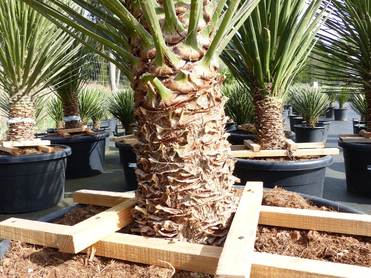 XXXL Yucca Palme Filifera, 230 - 250 cm, Stamm 40 - 50 cm, winterhart -13 Grad