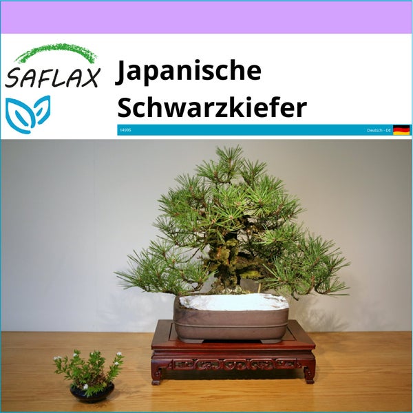 SAFLAX  - Japanische Schwarzkiefer - Pinus thunbergii - 30 Samen