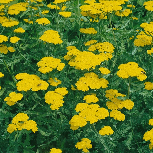 Achillea tomentosa, Teppich-Schafgarbe, gelb, ca. 9x9 cm Topf