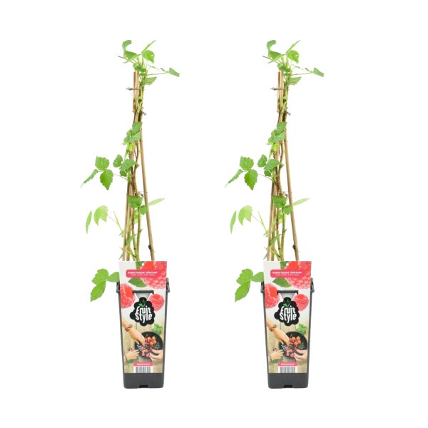 Bloomique - 2x Rubus Idaeus 'Héritage' - Himbeerpflanze - Obstpflanzen - Gartenpflanzen - Winterhart - ⌀14 cm - Höhe 60-70 cm