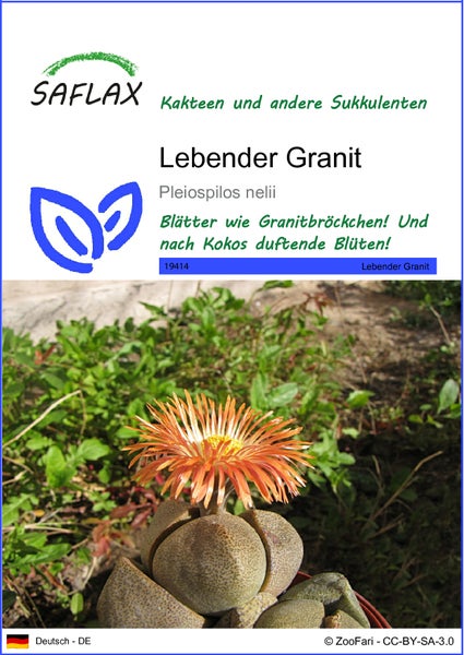 SAFLAX  - Lebender Granit - Pleiospilos nelii - 40 Samen