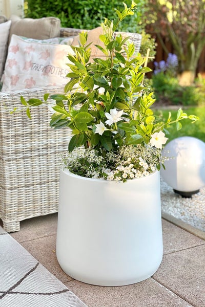 Weißer Pflanzkübel mit kletternder Dipladenia und weißen Blüten auf einer hellen Terrasse neben einem Rattansessel.