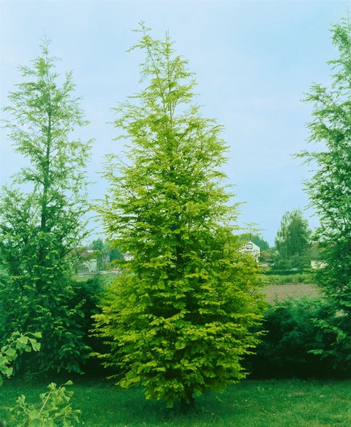 Europäische Hopfenbuche im Garten.