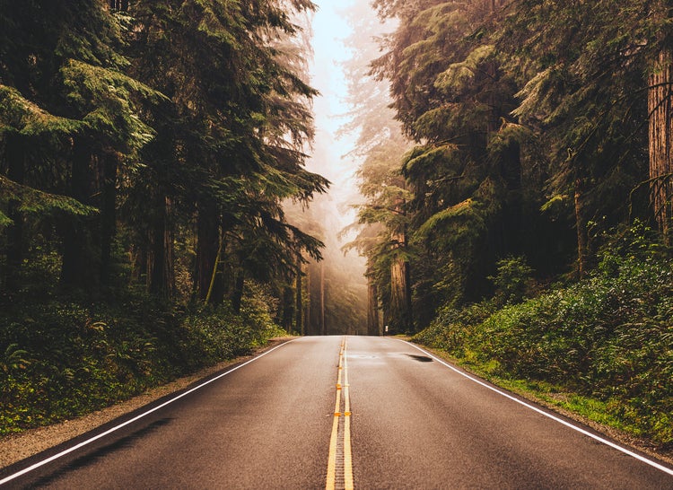 Fototapete mit einer asphaltierten Straße, die durch einen dichten, nebligen Nadelwald mit hohen Bäumen führt.