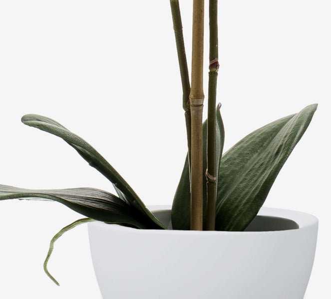 Orchidee mit grünen Blättern und Stielen, gestützt durch einen Bambusstab in einem weißen Keramiktopf.
