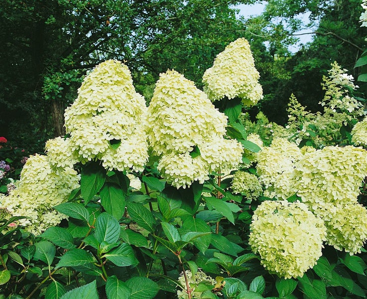 Rispenhortensie im Garten mit kegelförmigen Blütenständen und grünen Blättern.