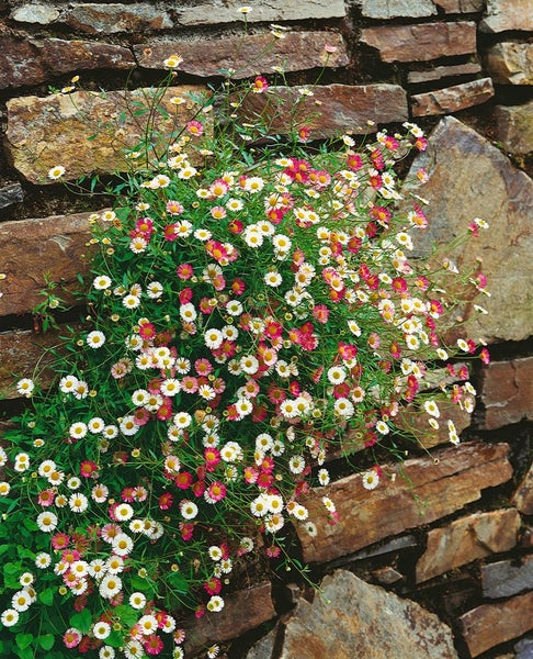 Erigeron karvinskianus, Spanisches Gänseblümchen, ca. 9x9 cm Topf