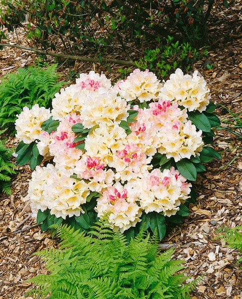 Rhododendron yakushimanum 'Golden Torch', gelb, 20–25 cm