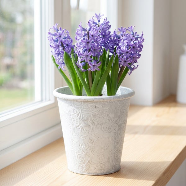 Blühende Hyazinthe in einem verzierten Blumentopf auf einer Fensterbank