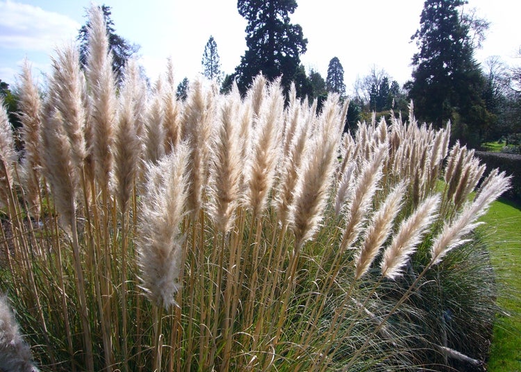 SAFLAX Garden in the bag - Amerikanisches Pampasgras - Cortaderia selloana - 200 Samen - Mit Anzuchtsubstrat im praktischen, selbst aufstellenden Beutel