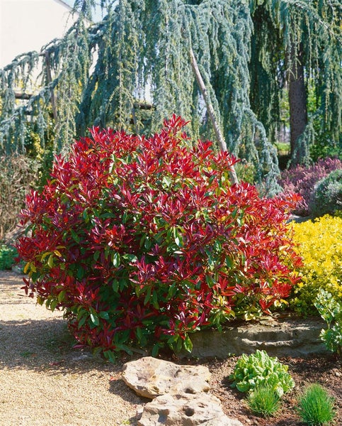 Photinia fraseri 'Red Robin', Glanzmispel, rot, 125–150 cm