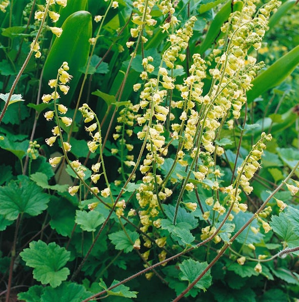 Tellima grandiflora, Falsche Alraunwurzel, ca. 9x9 cm Topf