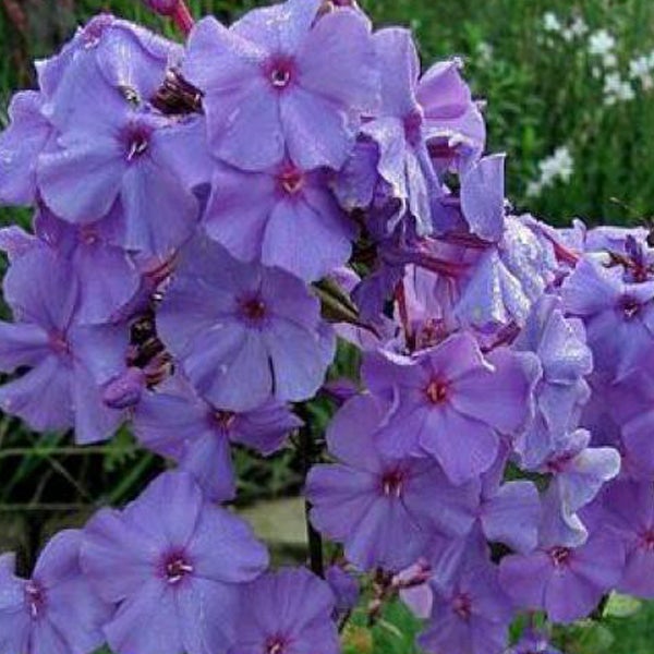 Nahaufnahme einer Gruppe von lila Phlox-Blüten