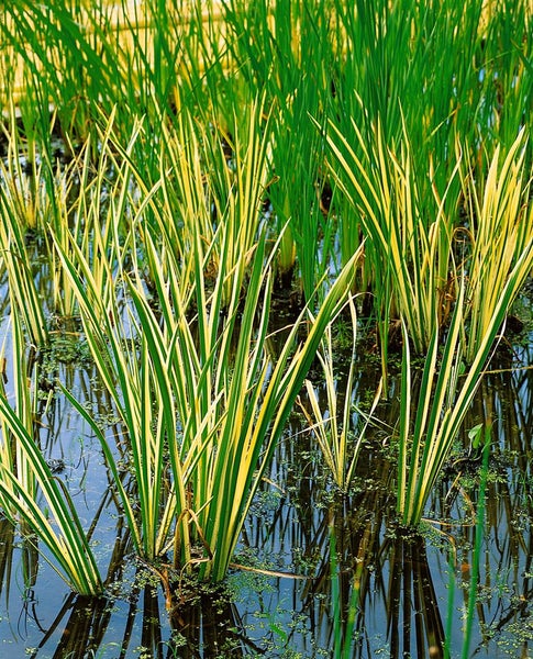 Acorus calamus 'Variegatus', Kalmus, gestreift, ca. 9x9 cm Topf
