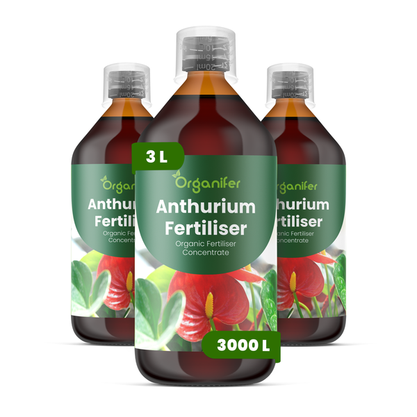 Organifer Anthurium-Dünger Konzentrat mit Vorteilen: kräftige Blüten, stabile Stiele und vinassefreie Rezeptur. Organifer Logo.