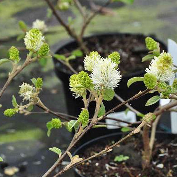 Fothergilla Busch mit Blütenstand im Topf
