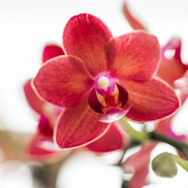 Kolibri Orchids rosa lila Phalaenopsis Orchidee El Salvador + Diabolo travertine Topfgröße 9cm blühende Zimmerpflanze