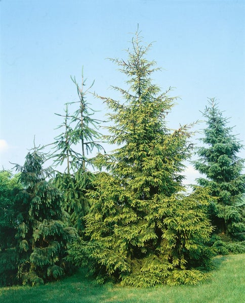 Mehrere grüne Fichtenbäume im Garten.