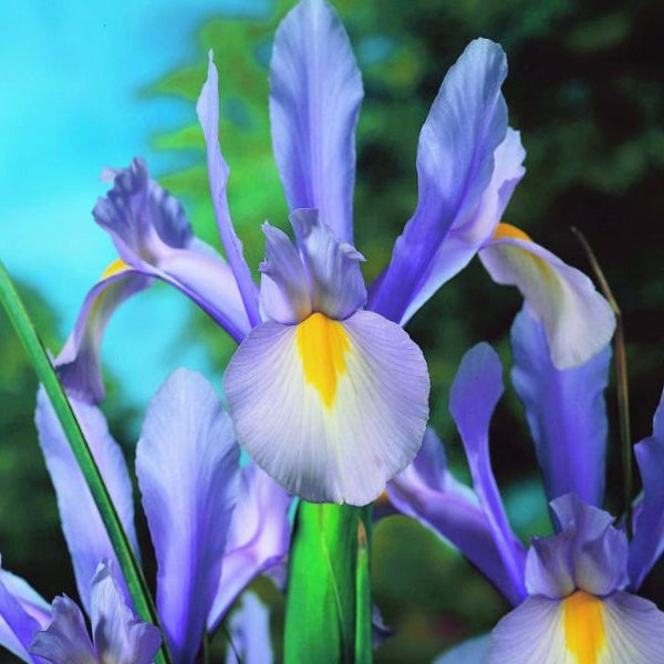 Nahaufnahme einer Schwertlilienblüte