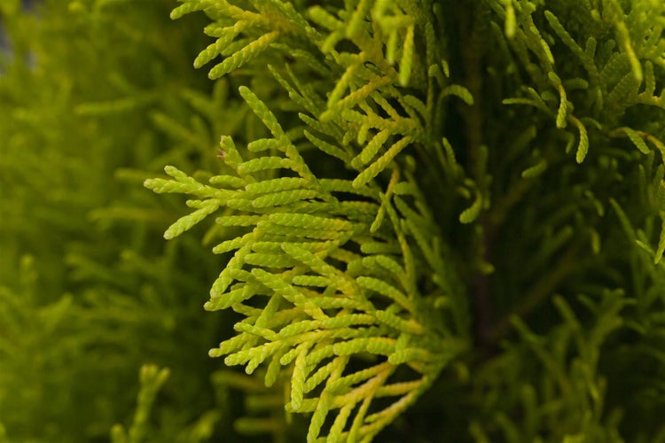 Nahaufnahme von Thuja-Zweigen
