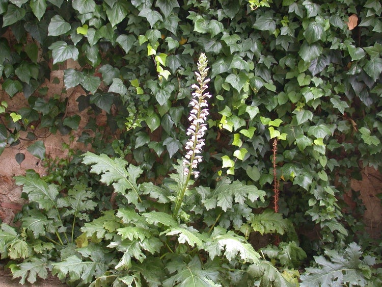 Acanthus mollis, Bärenklau, ca. 11x11 cm Topf, dekorativ