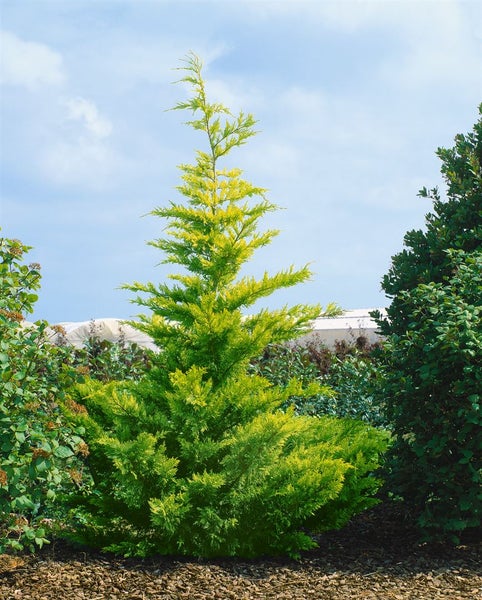 Cupressocyparis leylandii 'Gold Rider', gelbgrün, 40–60 cm