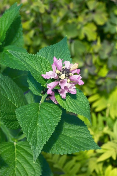 Nepeta subsessilis 'Sweet Dreams', Katzenminze, rosa, ca. 9x9 cm Topf