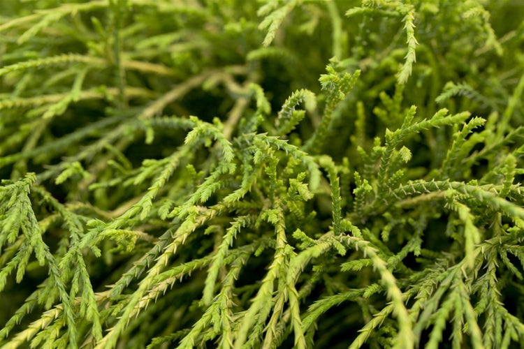 Chamaecyparis pisifera 'Filifera Nana', Zypresse, kompakt, 25–30 cm
