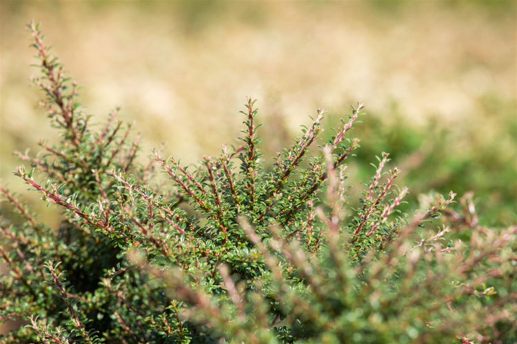 Cotoneaster dammeri 'Juliette', Teppichmispel, immergrün, 80 cm Stammhöhe