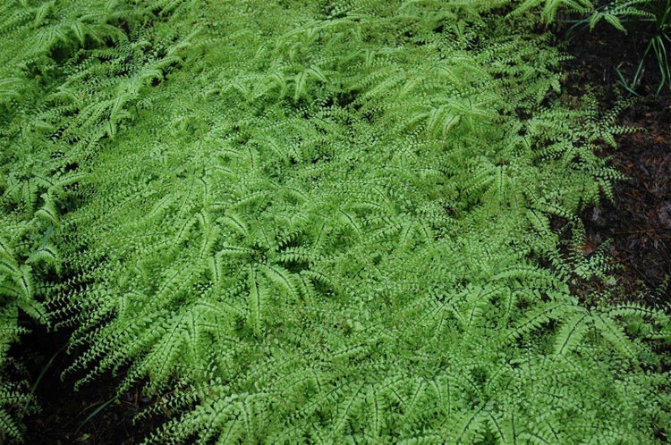 Adiantum pedatum, Frauenhaarfarn, ca. 9x9 cm Topf
