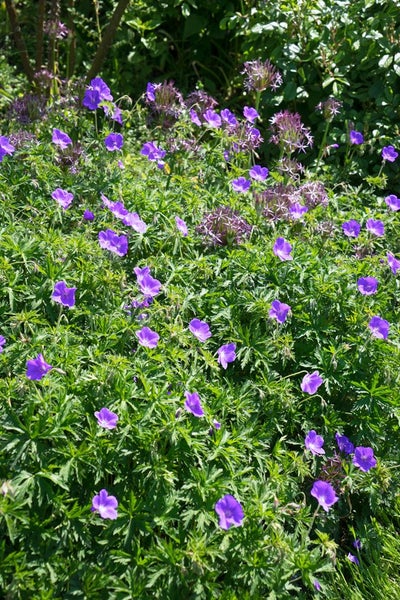 Geranium pratense 'Orion', Storchschnabel, blauviolett, ca. 9x9 cm Topf