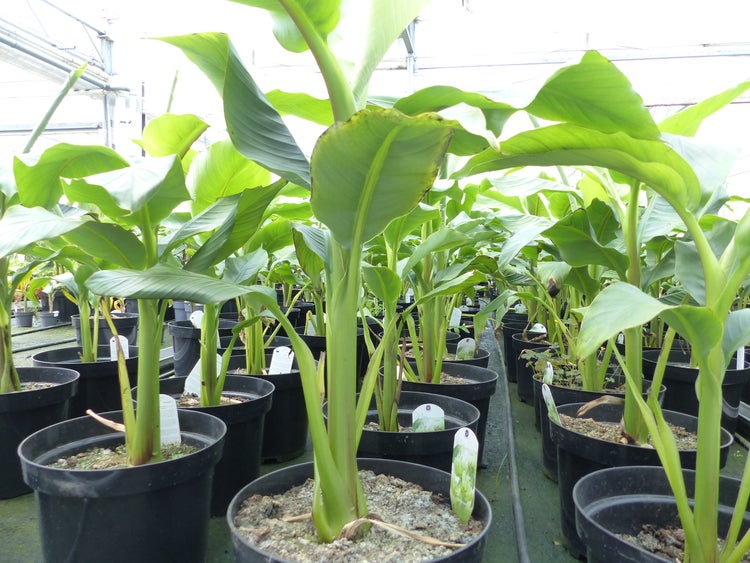 Bananenstaude Musa Basjoo 60 - 80 cm winterhart Staude japanische Faserbanane