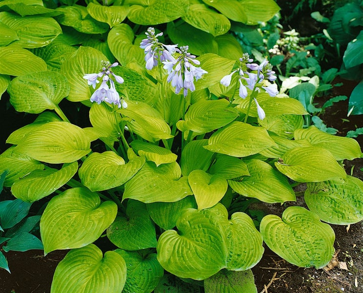 Hosta x fortunei 'Sun Power', Funkie, gelbgrün, ca. 9x9 cm Topf