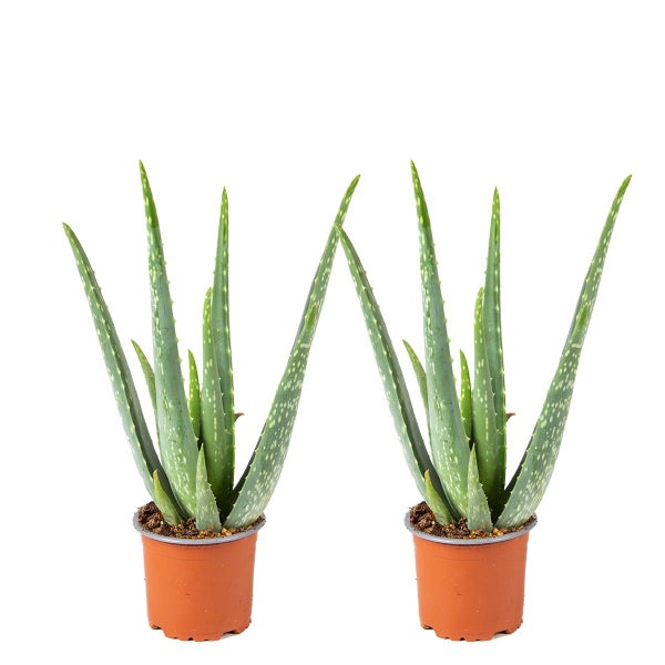 2x Aloe Vera Barbadensis - Sukkulente - Zimmerpflanze - Pflegefreundlich - ⌀10,5 cm - ↕30-35 cm