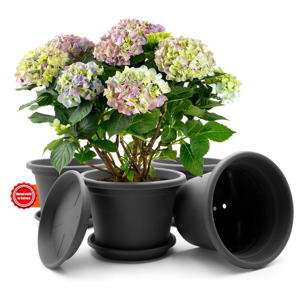 Hortensie in Kunststoffpflanztopf mit Untersetzer, europäische Herstellung.