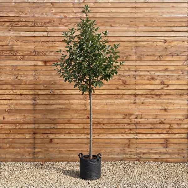 Ein Hochstamm Baum in einem schwarzen Pflanzkübel vor einer Holzfassade.
