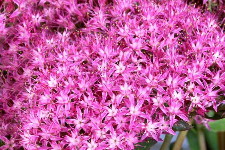 Sedum hybridum 'Munstead Dark Red', Fetthenne, dunkelrot, 2 Liter Topf