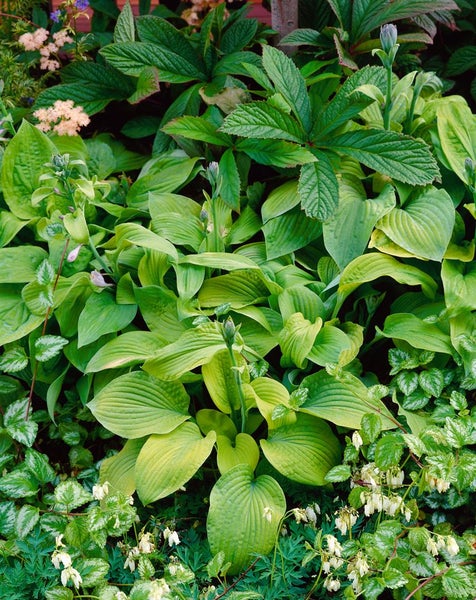 Hosta sieboldiana 'August Moon', Funkie, goldgelb, ca. 11x11 cm Topf