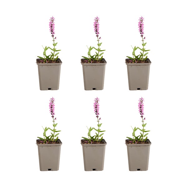Sechs Pflanzen mit rosa Blütenähren und grünen Blättern in grauen Kunststofftöpfen.