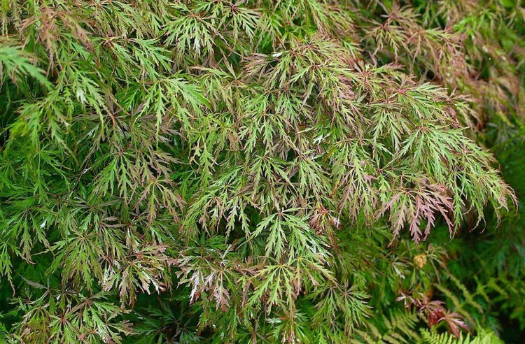 Acer palmatum 'Garnet', Japanischer Ahorn, tiefrot, 30–40 cm