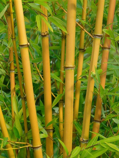 Phyllostachys aureosulcata 'Aureocaulis', Gelber Bambus, 80–100 cm
