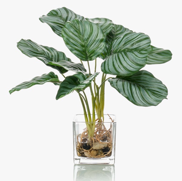Calathea orbifolia in einem quadratischen Glasgefäß mit Wasser und Steinen, sichtbares Wurzelsystem, Zimmerpflanze für Innenräume.