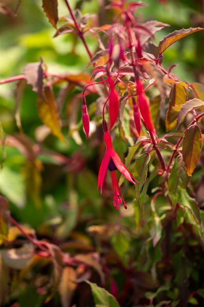 Fuchsia magellanica 'Riccartonii', winterhart, rot-violett, 30–40 cm