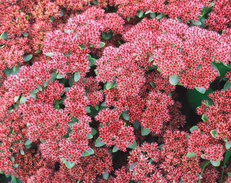 Sedum telephium 'Herbstfreude', Fetthenne, rosa Blüten, 2-3 Liter Container