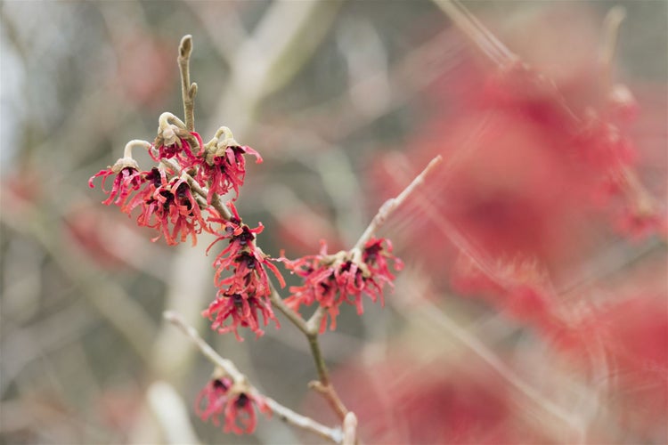 Nahaufnahme eines Zweigs der Zaubernuss mit roten Blüten
