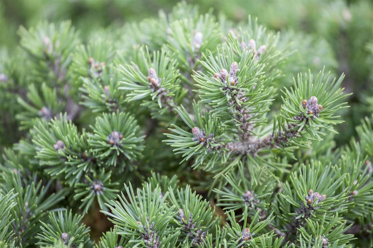 Pinus mugo 'Mini Mops', Bergkiefer, kompakt, 25–30 cm