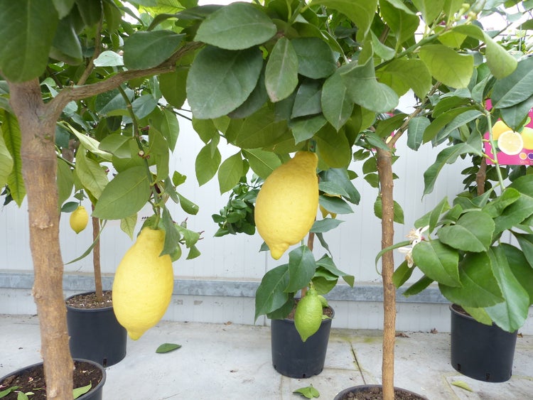Zitronenpflanze Citrus Limon mit grünen Blättern und einer weißen Blüte.