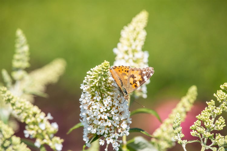 Buddleja 'Revee de Papillon Lavander'®, Schmetterlingsflieder, lavendel, 60–80 cm